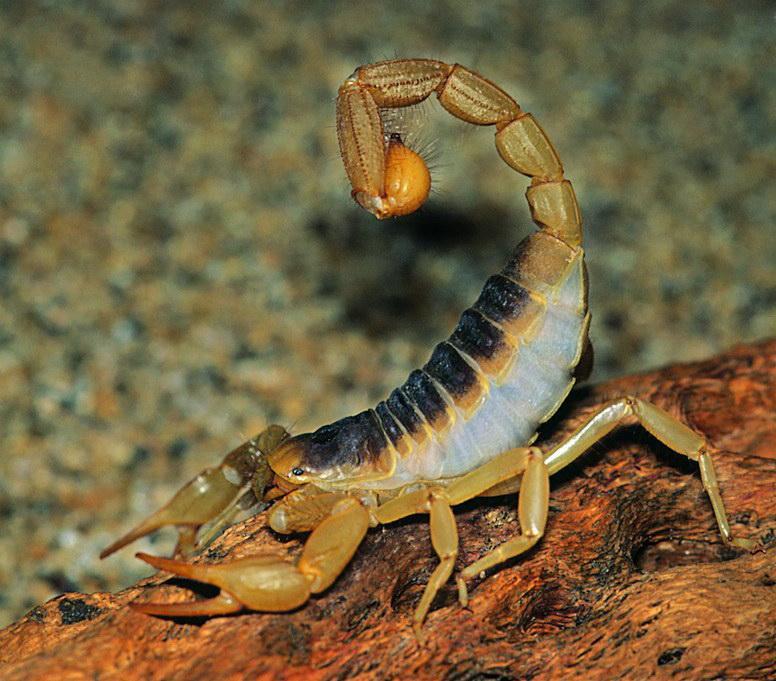Climbing mountains to catch scorpions, and taking photos of scorpions at night, I am the only
