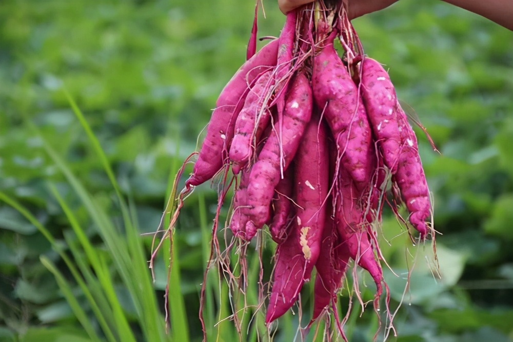 Sweet potatoes, yams, potatoes, do people with diabetes raise blood sugar or lower blood sugar
