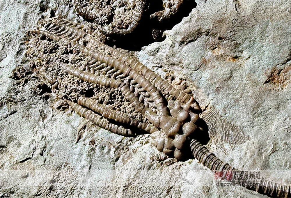 Screws inlaid in the stone 300 million years ago opened a prehistoric