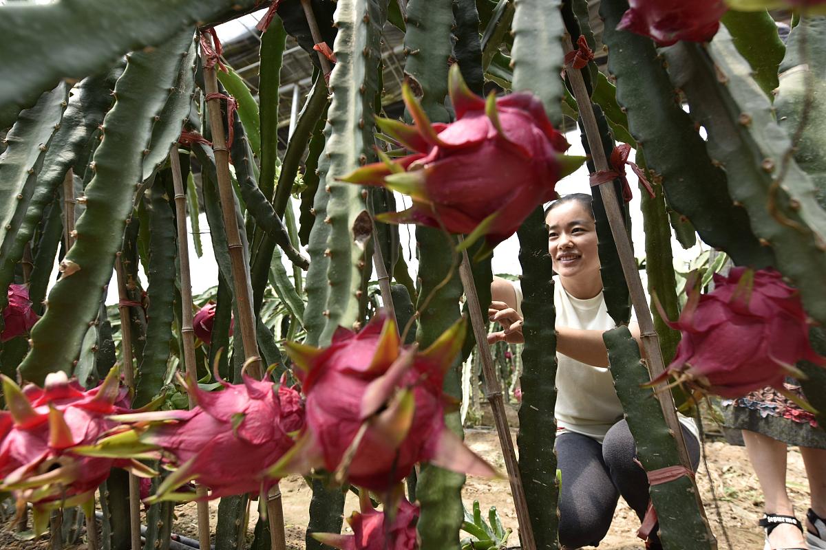 After the dragon fruit blooms, the flowers turn yellow and fall off