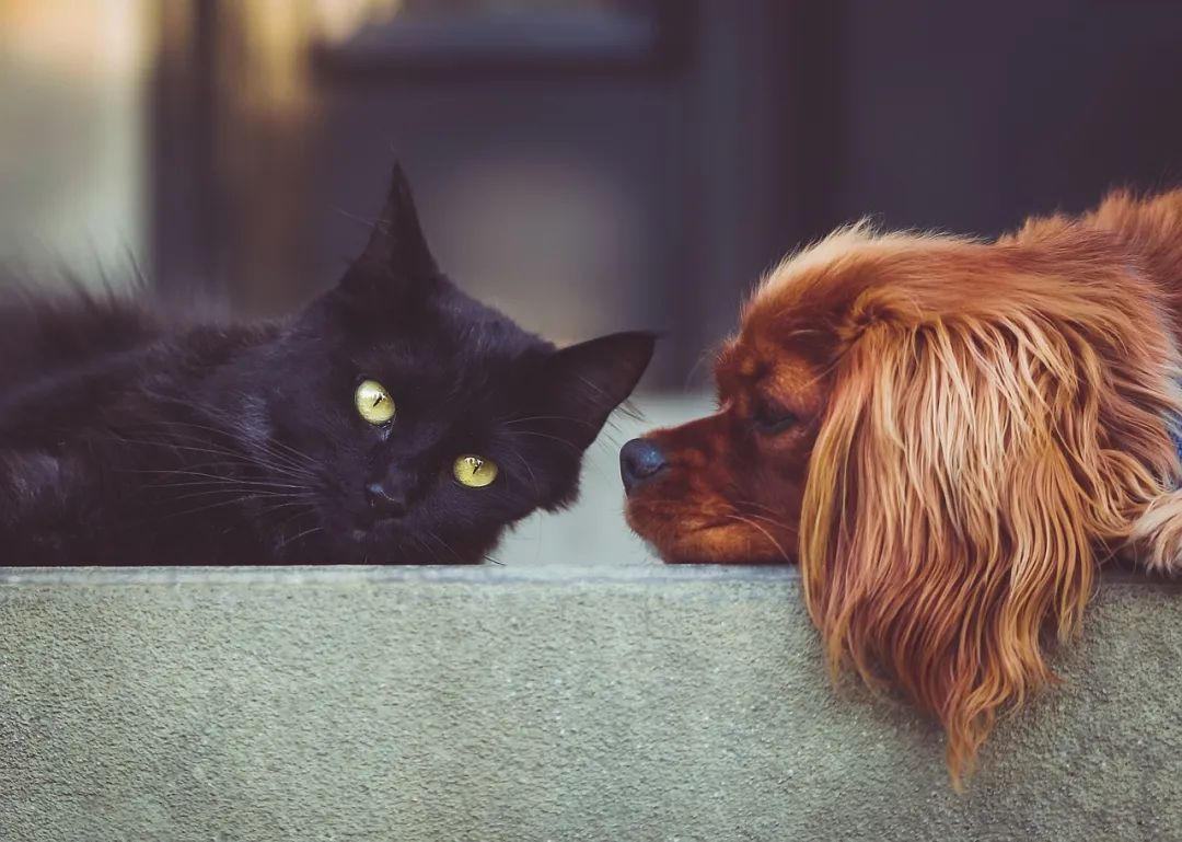 It s Not Just Cats That Get Kidney Disease Dogs Kidney Disease Causes