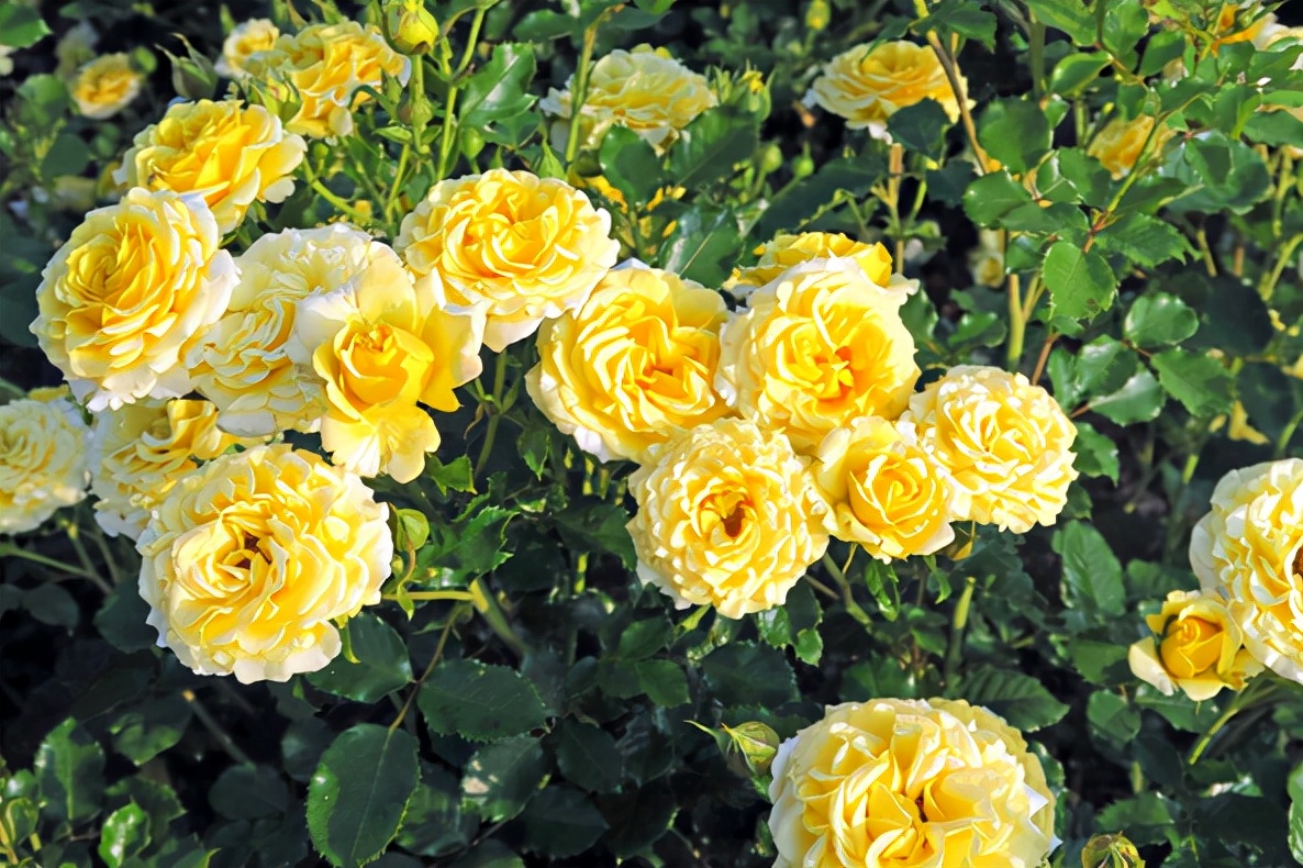 How to create an eyecatching garden?Start by planting these 7 florid