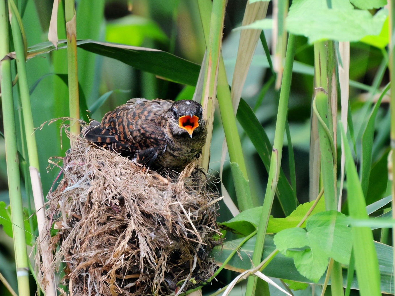 How did the female react when it discovered that the giant cuckoo chick ...