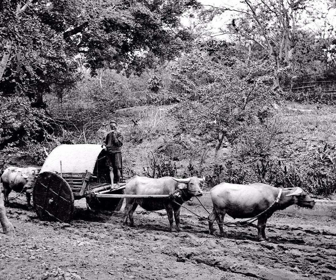 Why do horses need horseshoes, but cows don't? Does the horse hurt when