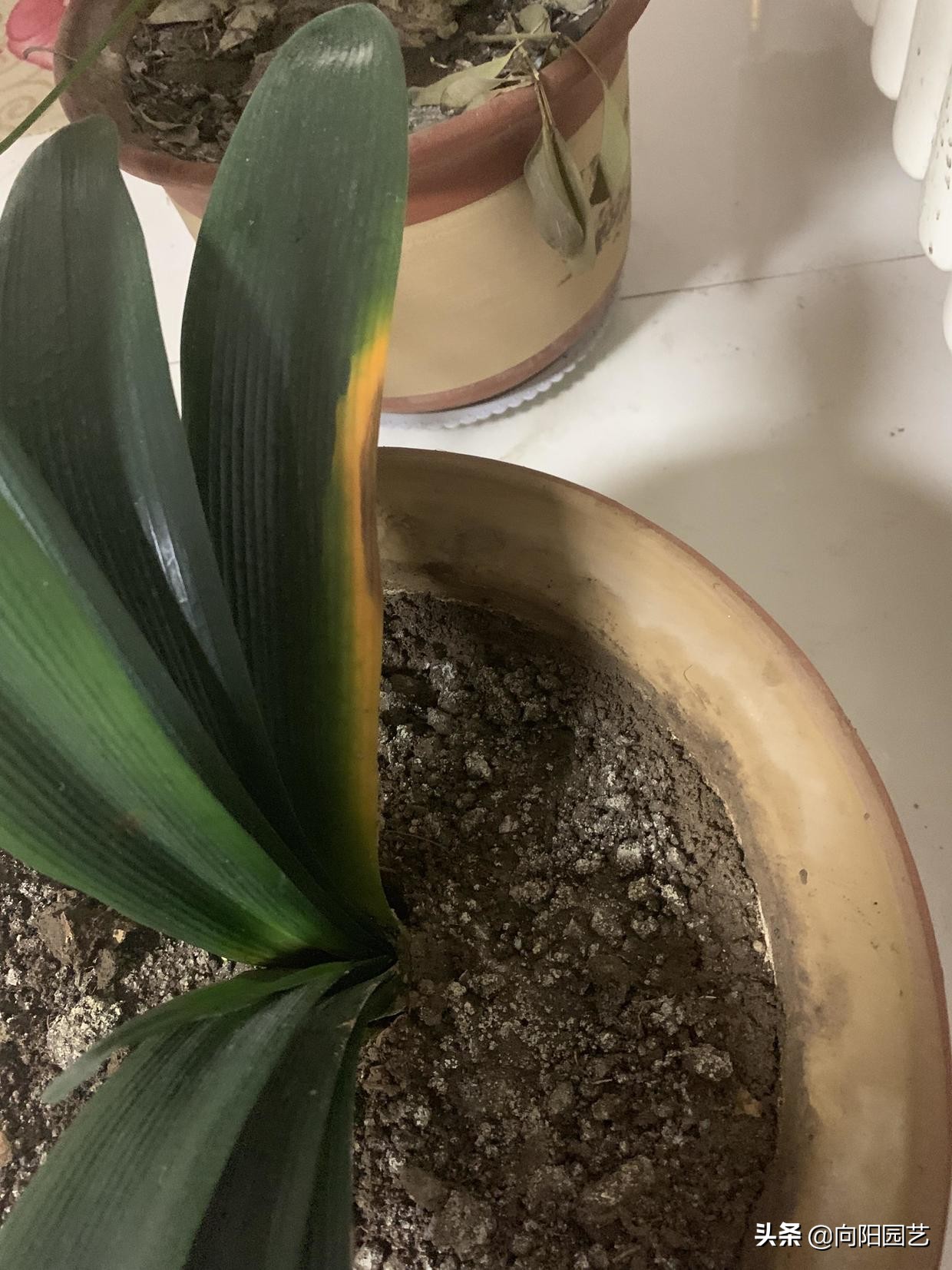 How to acidify the soil? Water the flowers with vinegar and water