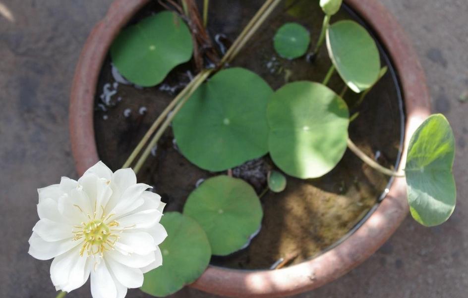If you grow a bowl of lotus in summer, what causes the plant not to