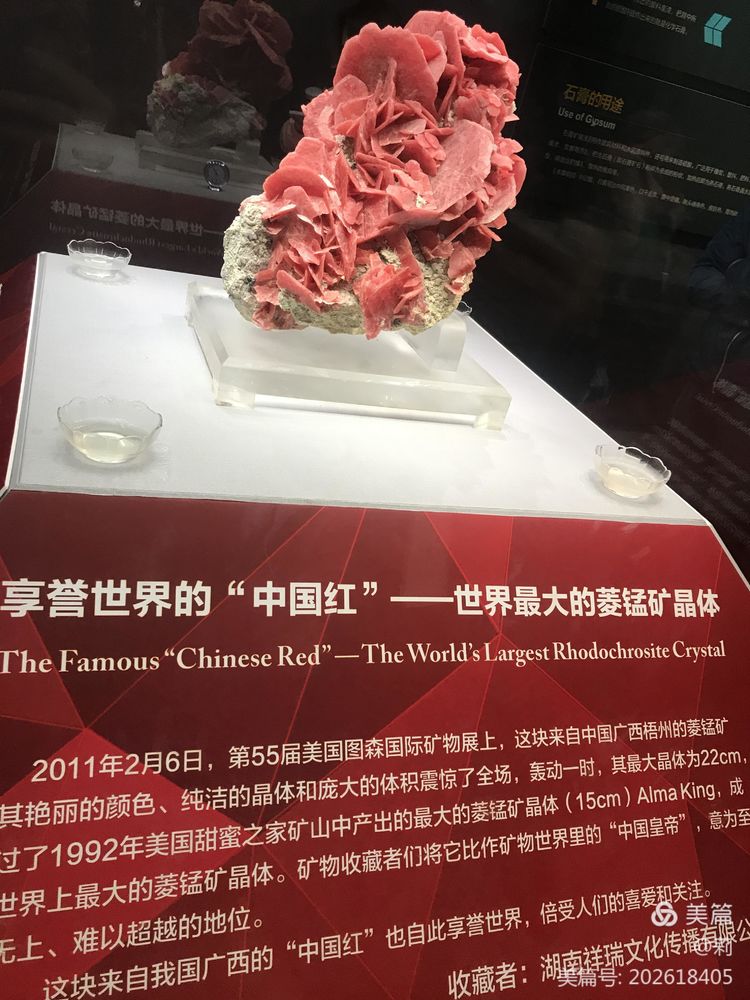 雅礼洋湖学子走进省地质博物馆感悟自然神奇