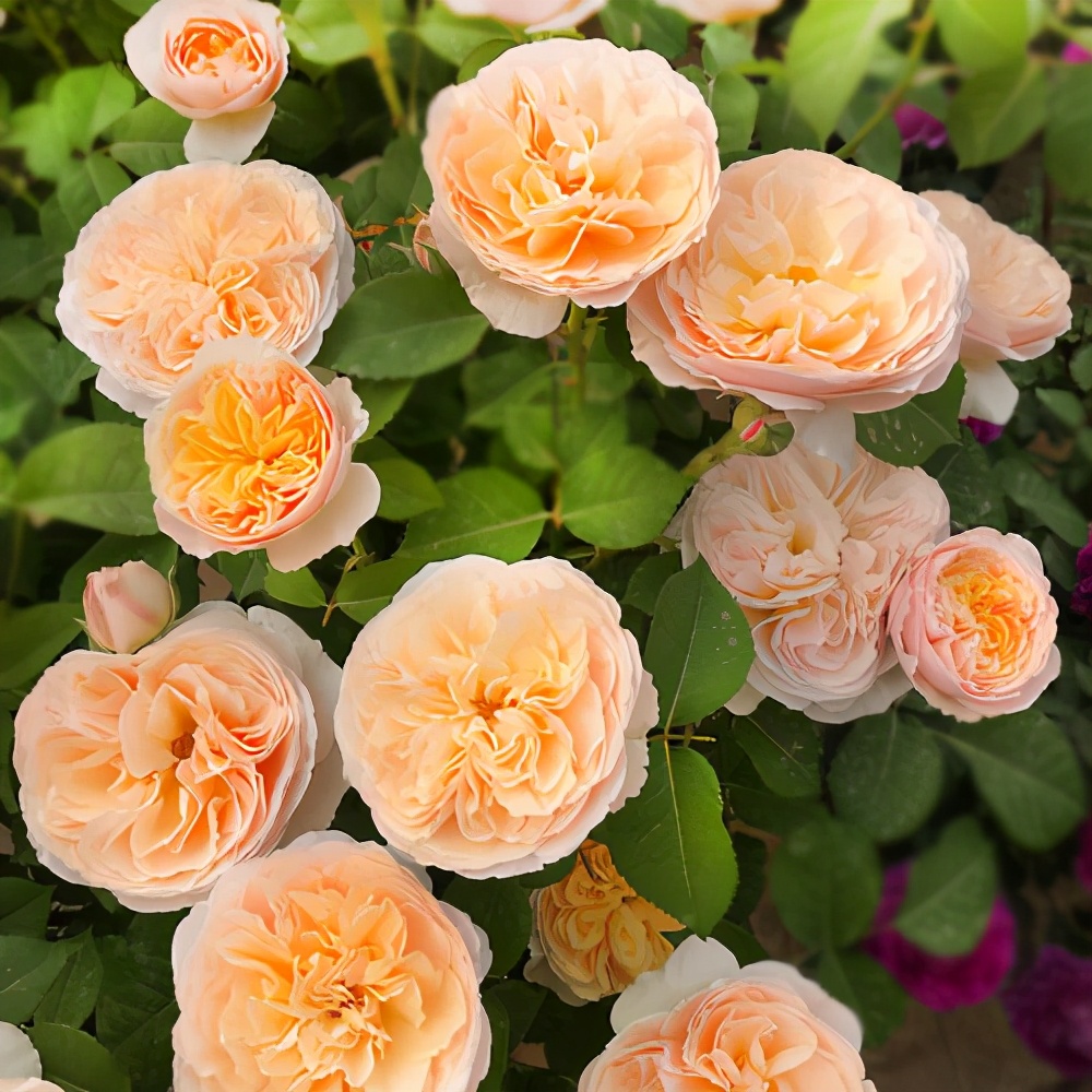 The rose