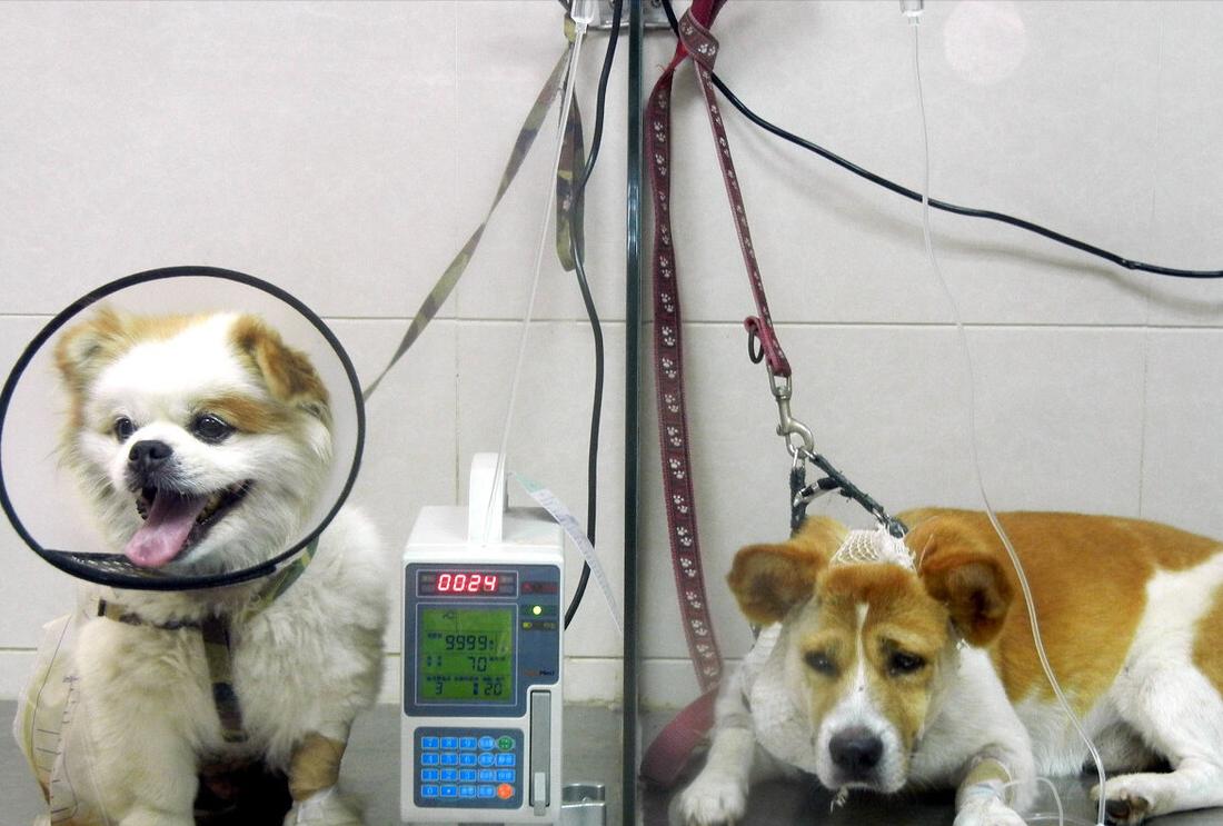 How can I improve my dog's appetite? iNEWS