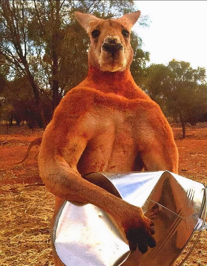 The kings of the kangaroo family fight each other, the whirlwind kicks