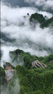 好笑GIF图：一曲肝肠断，下世不再为鸡