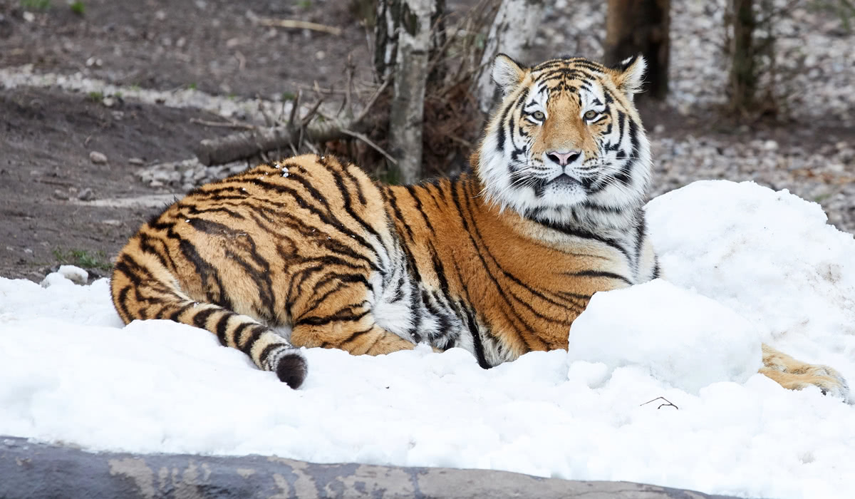 The Xinjiang tiger, the king of beasts, has become extinct - iNEWS