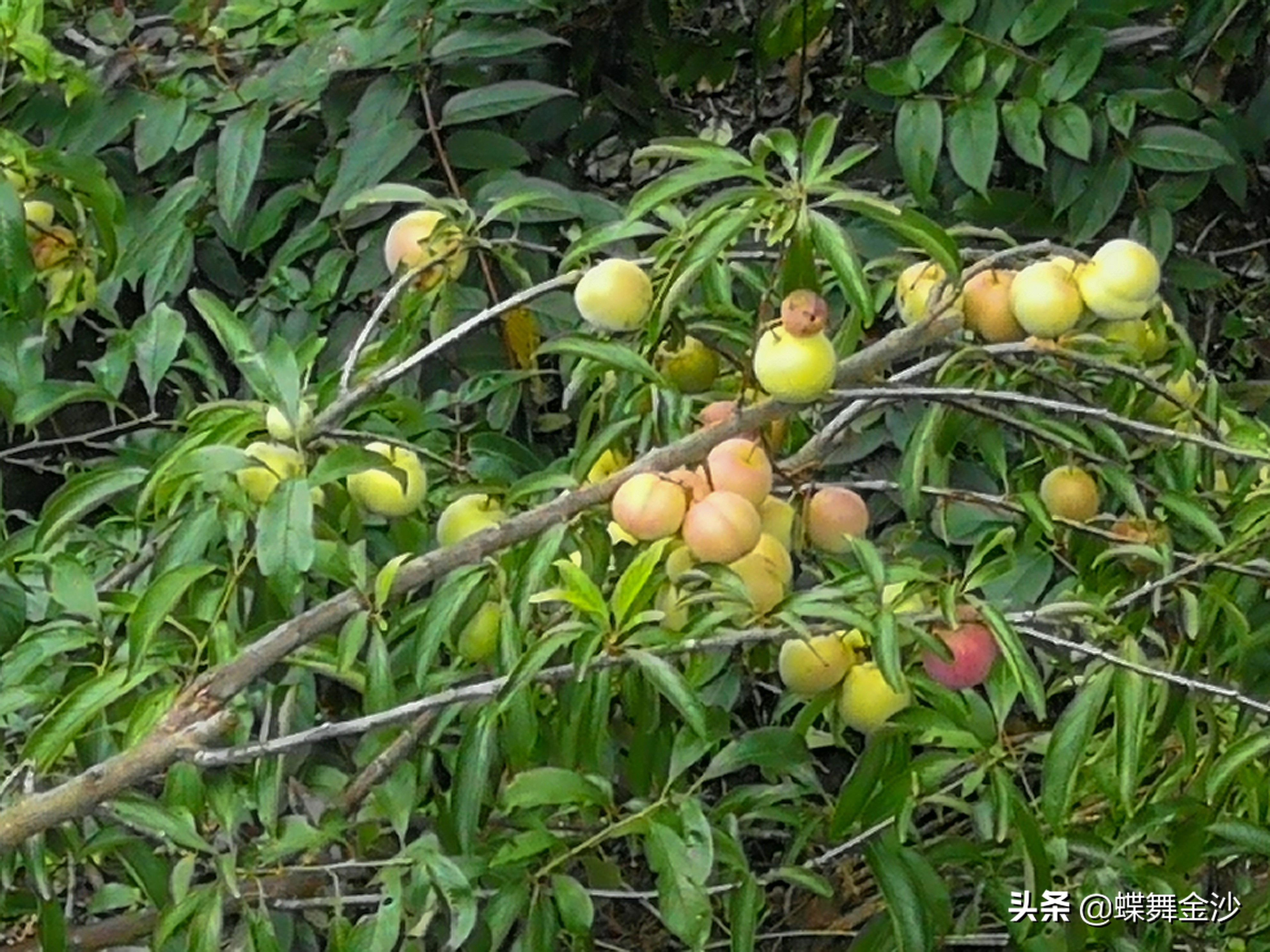 Do you need to peel plums to eat plums? iNEWS