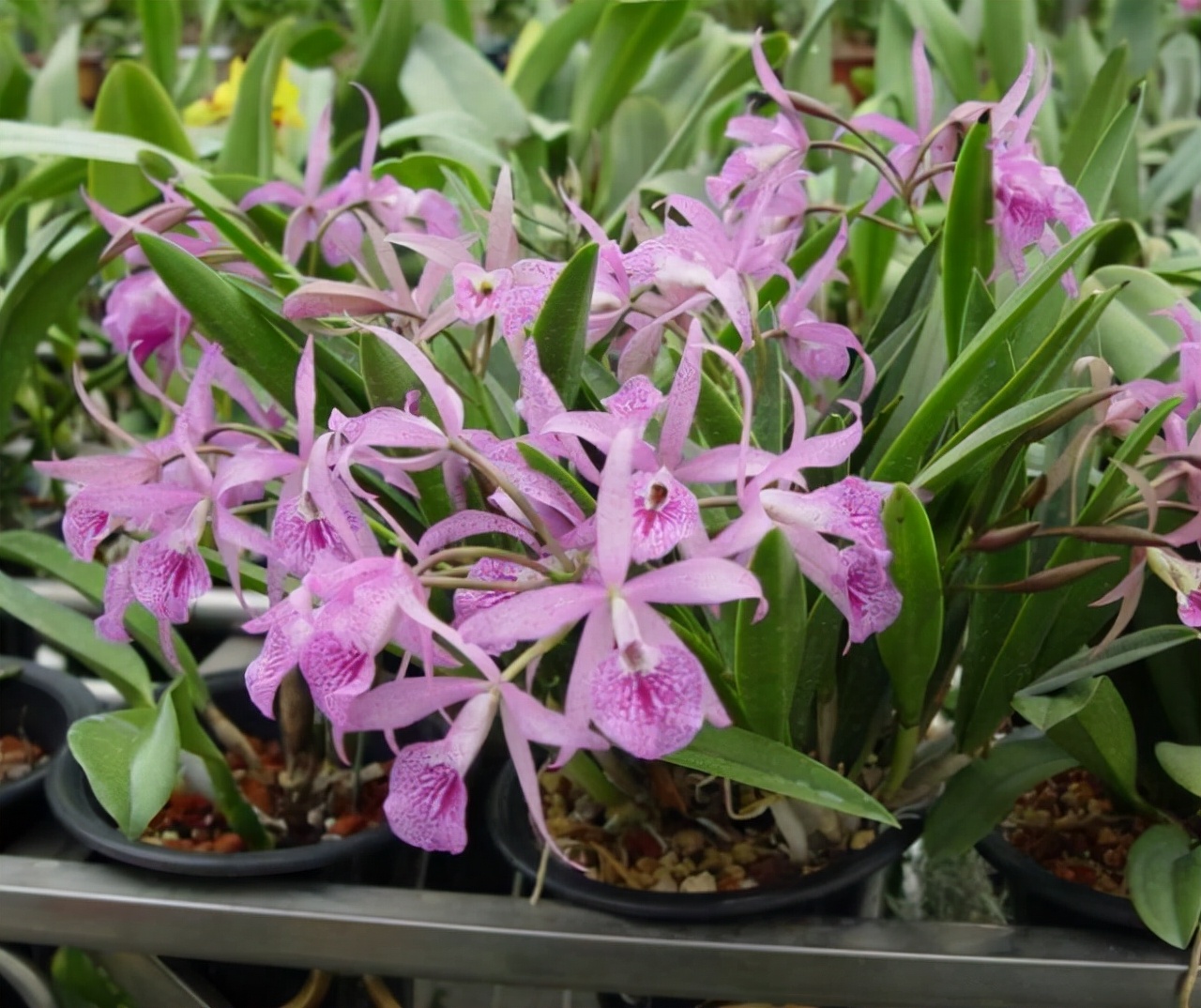 What kind of flowers do you keep in your home?Don't miss the “5 kinds