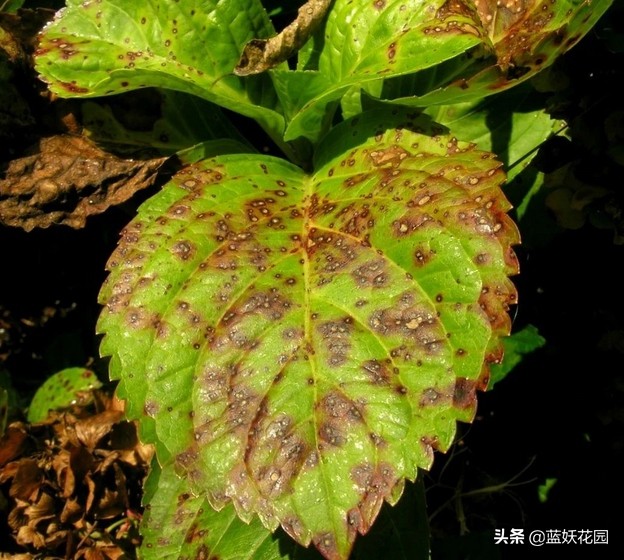 The brown spots on the leaves of hydrangea, is it sunburn or disease