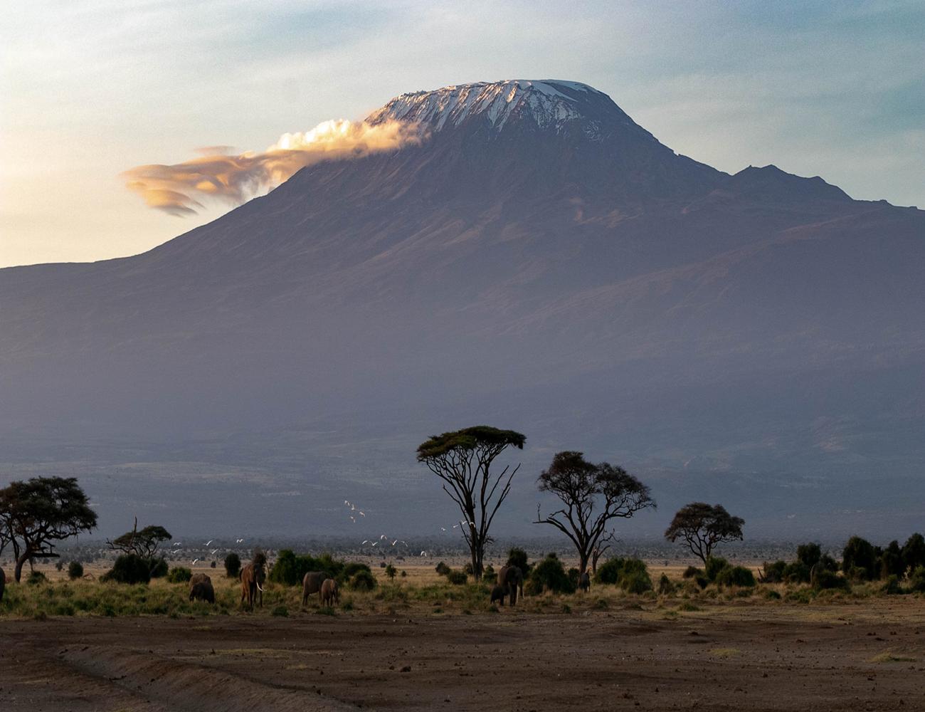 It took 25 years to develop Kenyan purple tea, using Chinese green tea ...