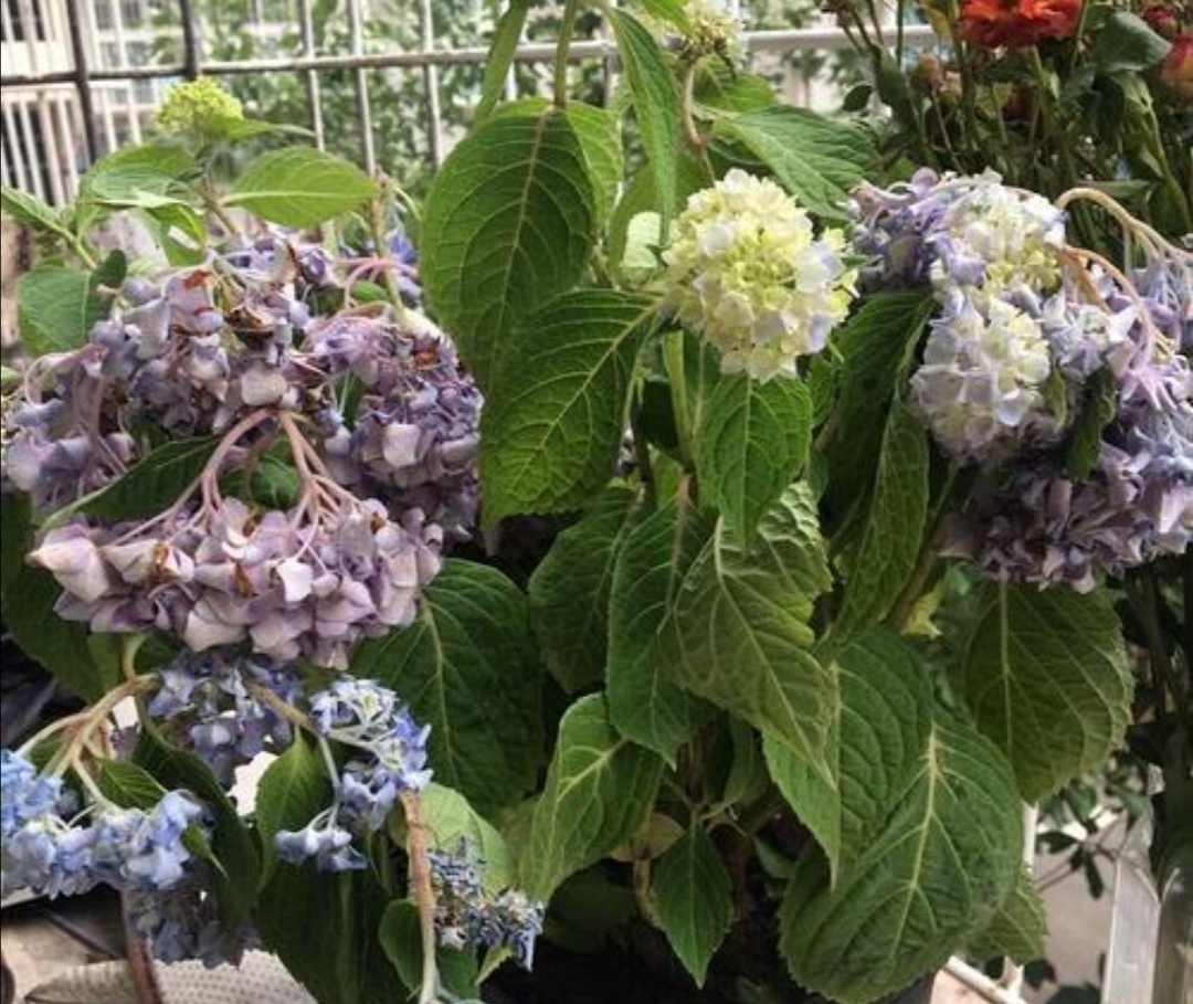 5 kinds of flowers are too watery, the leaves will droop and wilt if