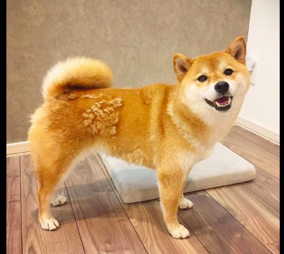 Shiba inu hot sale hair loss