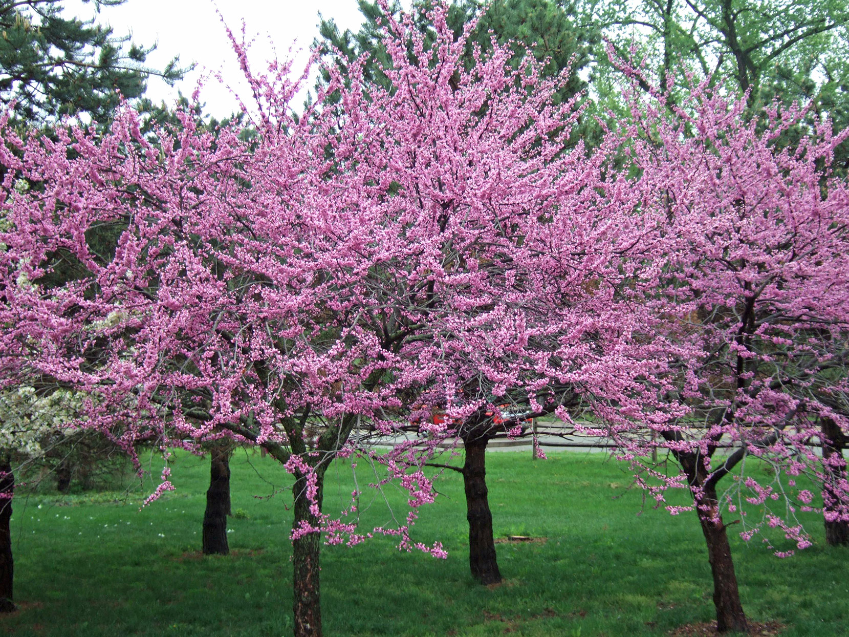 10 kinds of best flowering trees and shrubs to add gorgeous color to ...