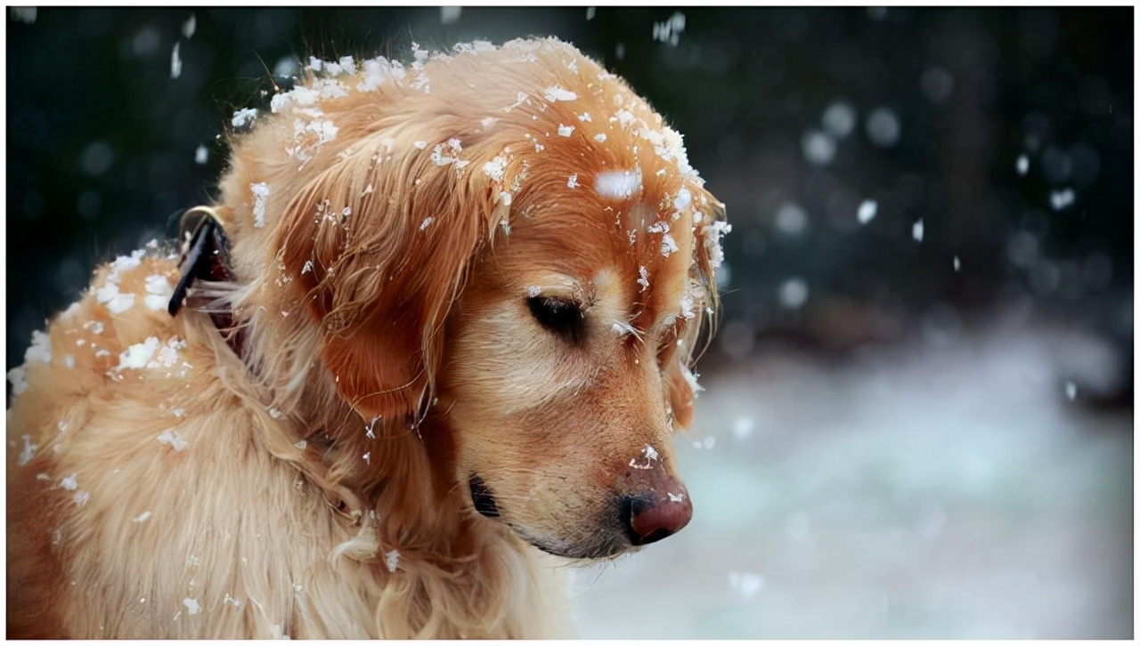 Why does the dog spit out white foam?There are several situations iNEWS