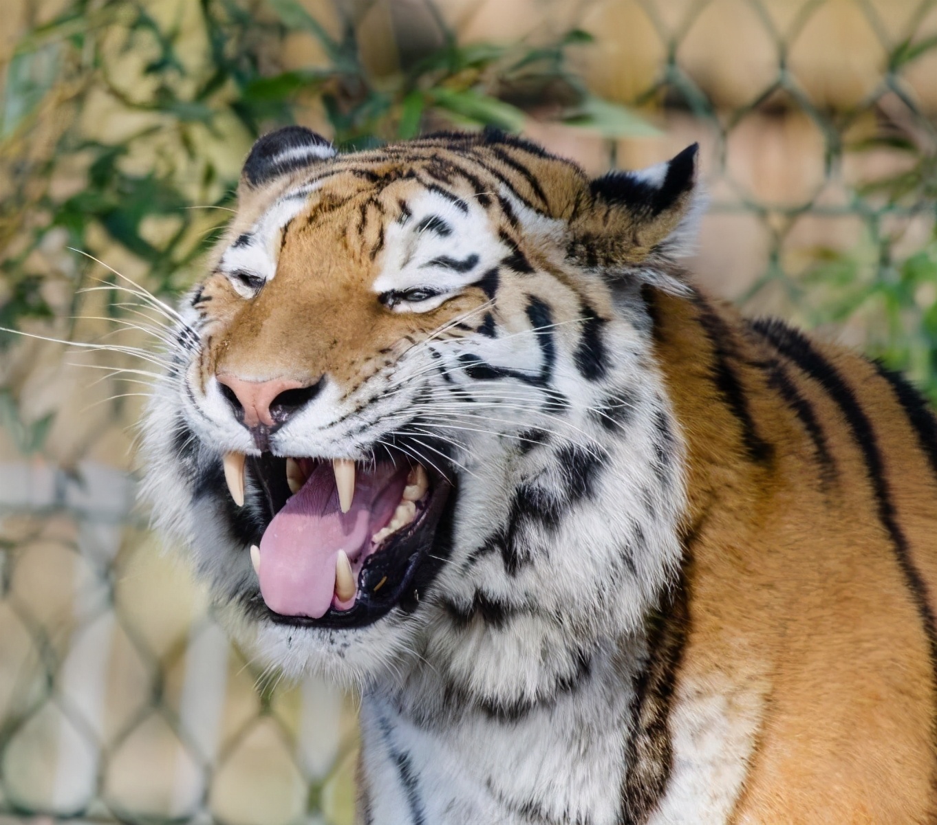 What are the consequences if the tiger disappears from the earth?The ...