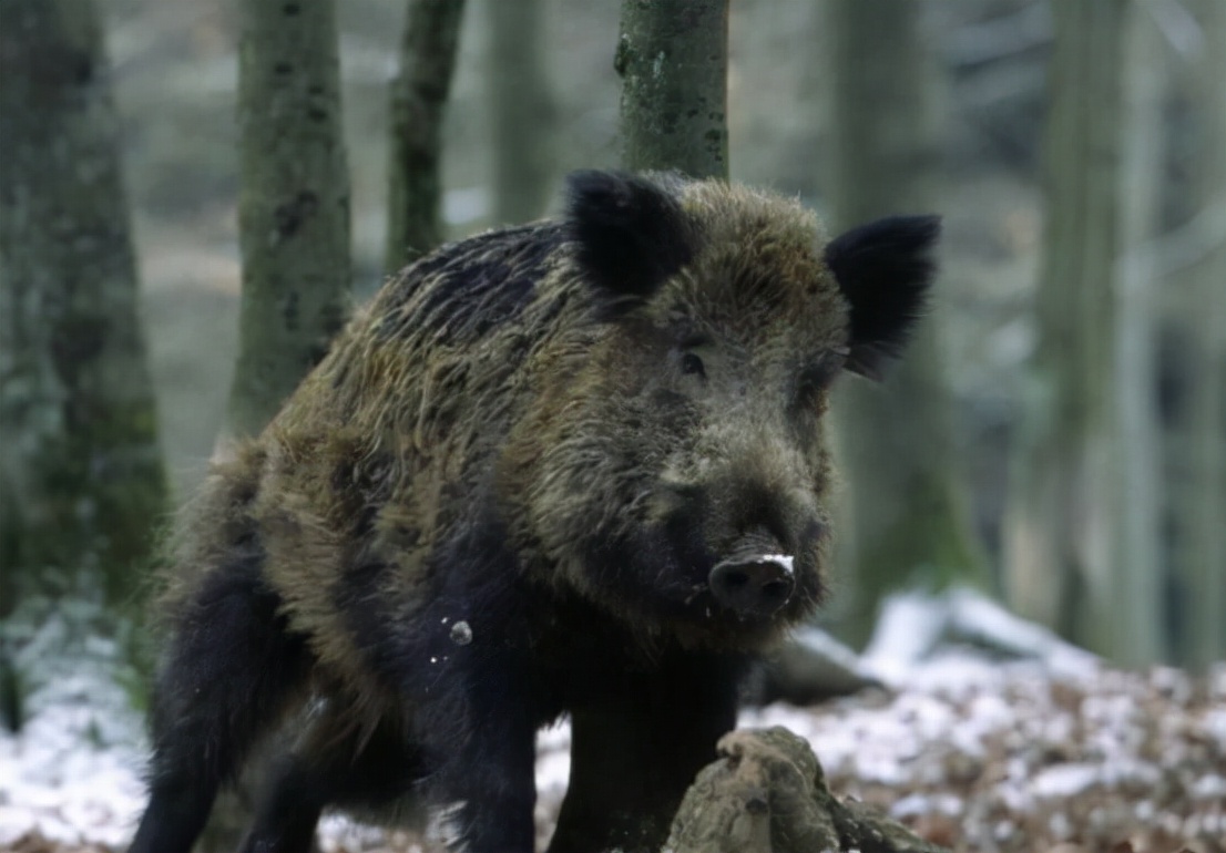 After protecting wild boars for more than 20 years, wild boars are