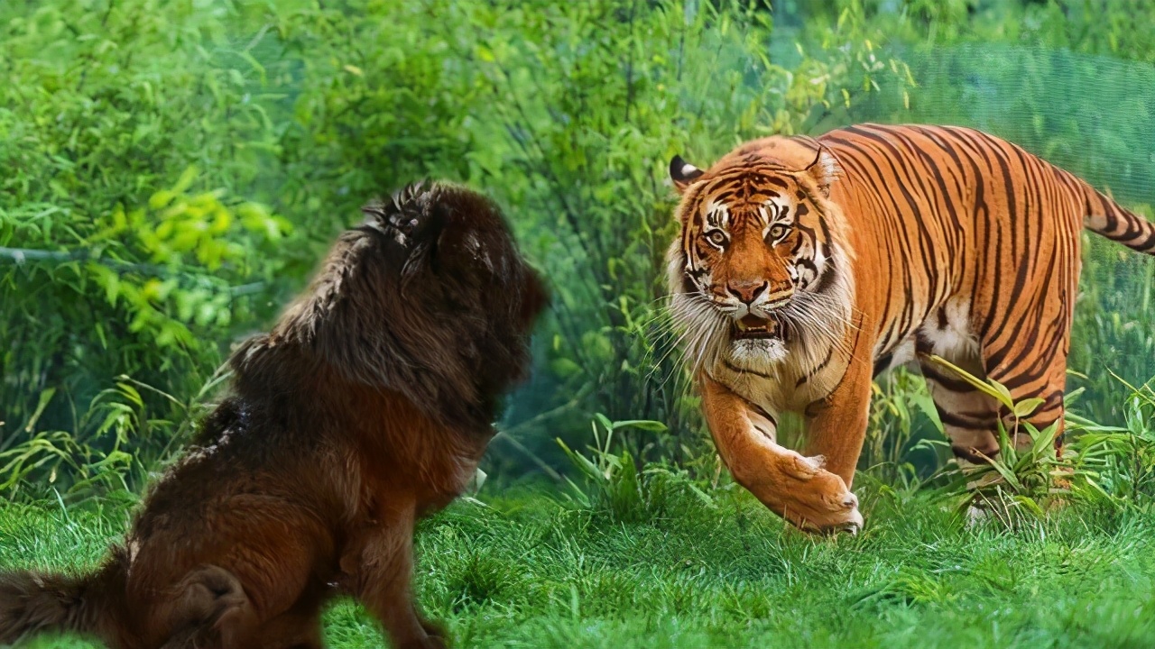 Ten Tibetan Mastiff challenges a tiger, how long can the tiger? Tiger