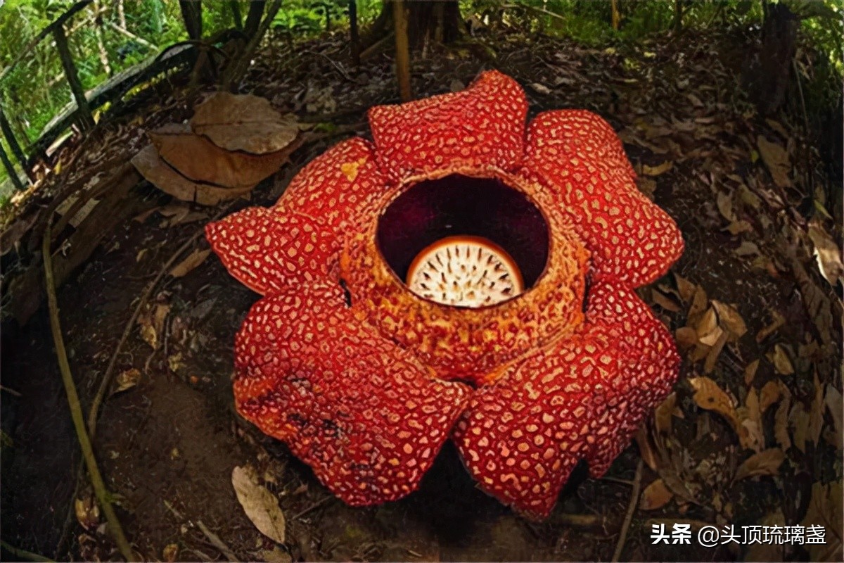 10 rare and precious plants in the world iNEWS