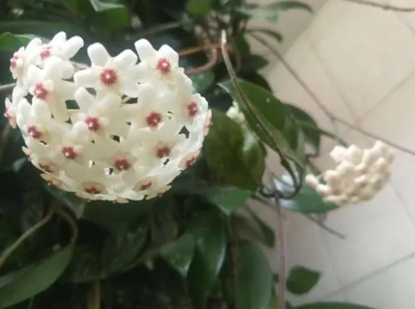 Is the Orchid of Apocynaceae poisonous?After understanding the "4