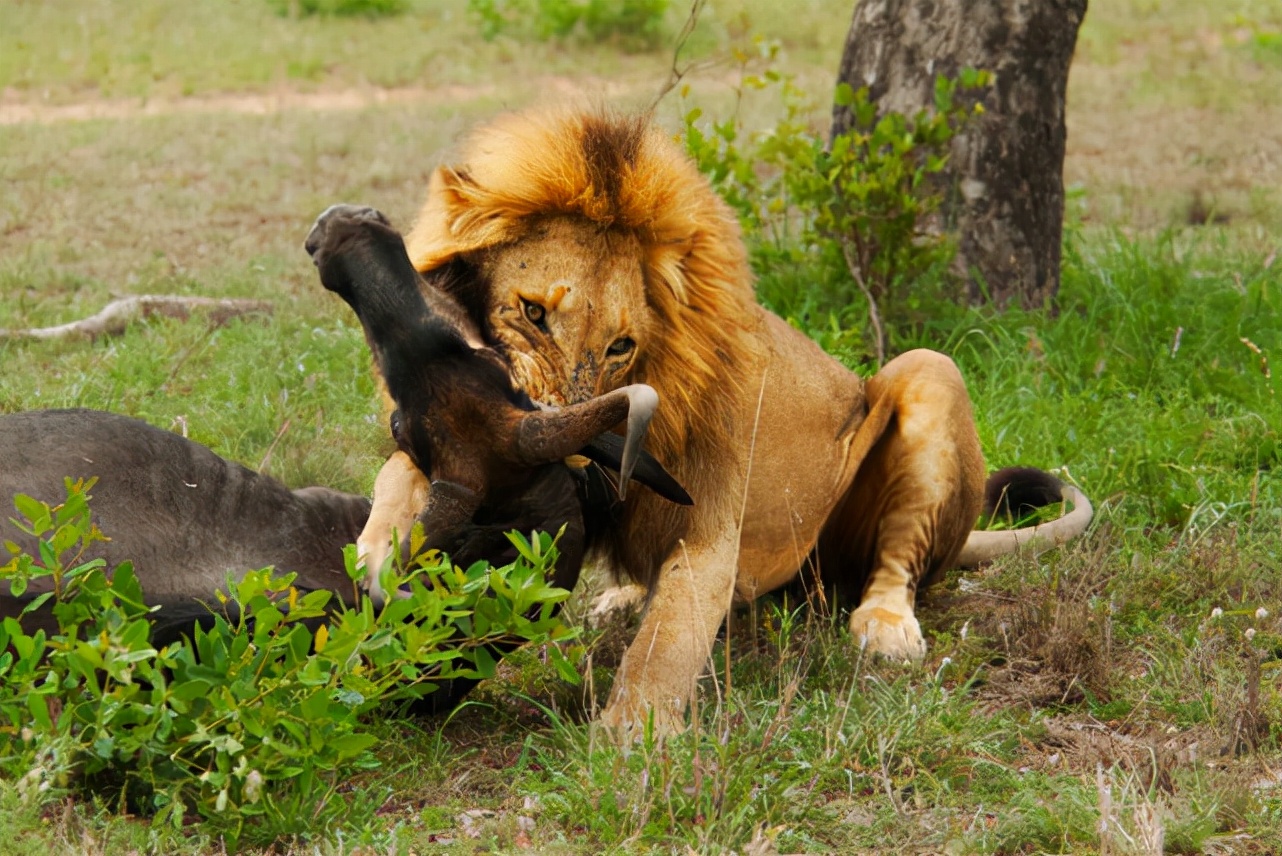 What is the mammal with the highest hunting success rate?The top