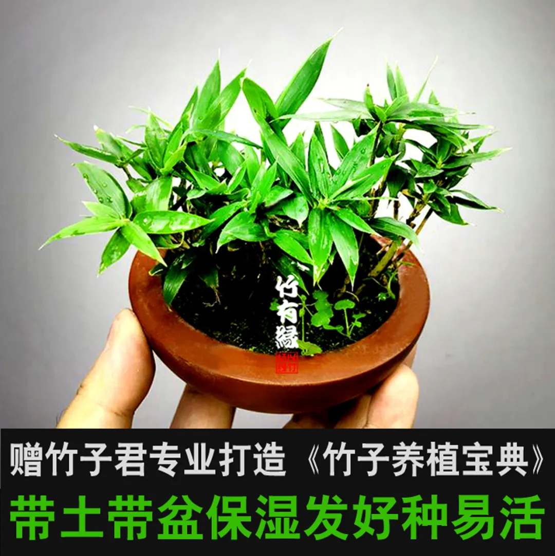 How can we grow small potted bamboos? iNEWS