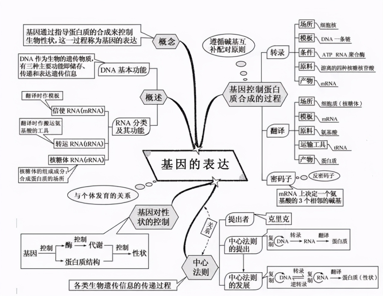 基因突变及其他变异从杂交育种到基因工程现代生物进化理论人体的内