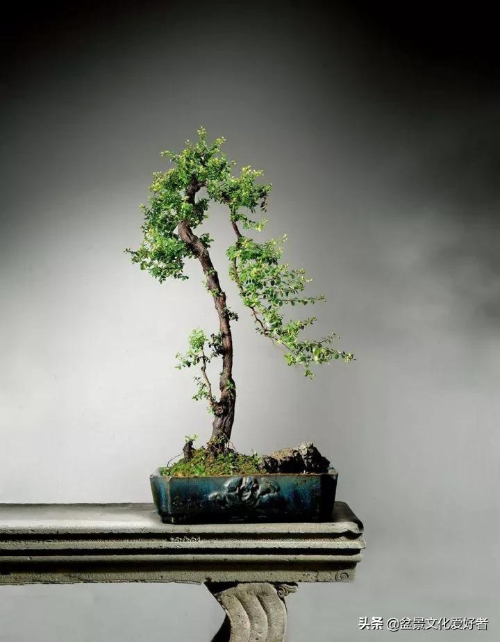 The most beautiful literati bonsai, incredible iNEWS