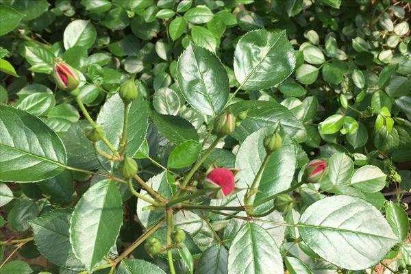Red Roses Not Open
