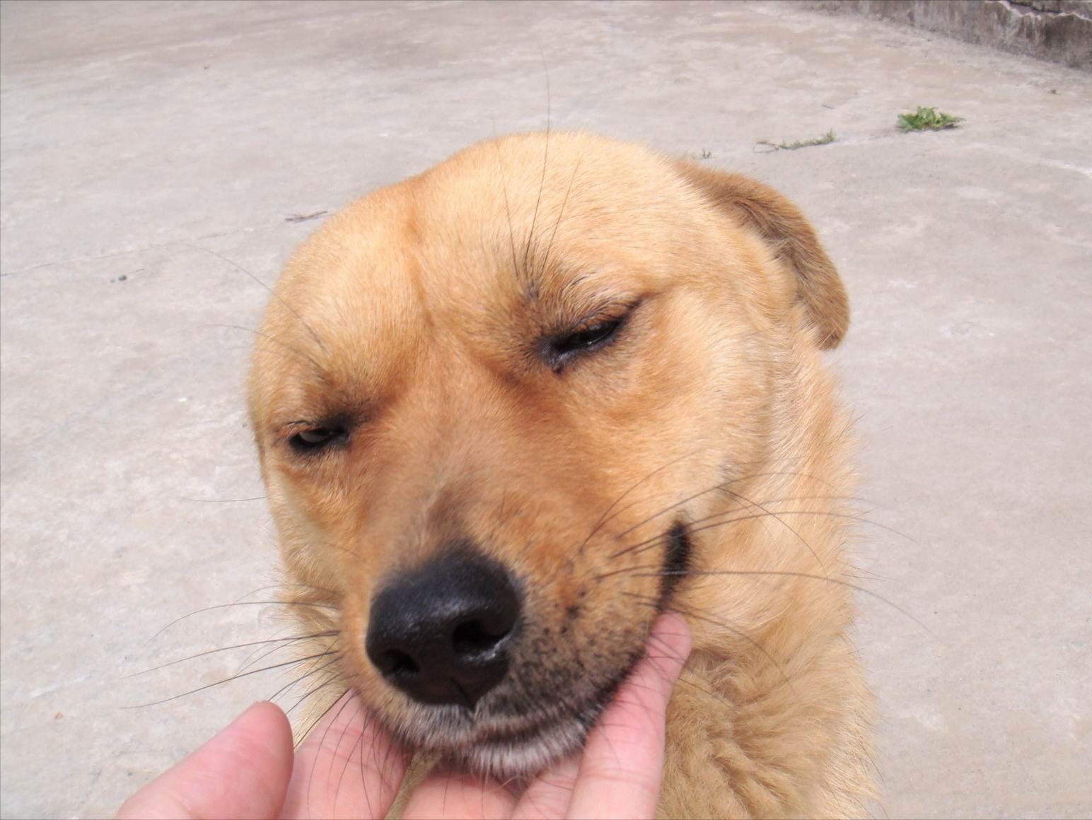 If you want to raise a dog that is easy to raise and not too expensive