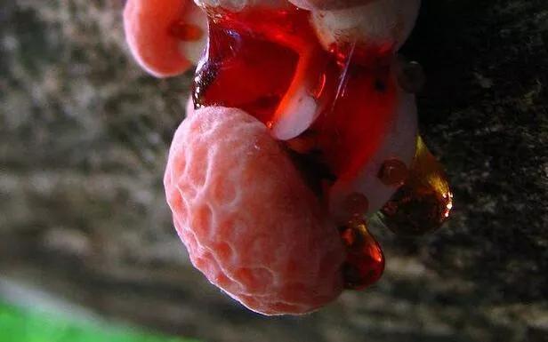 Ten creepy plants and fungi that resemble human organs.Too shocking - iNEWS