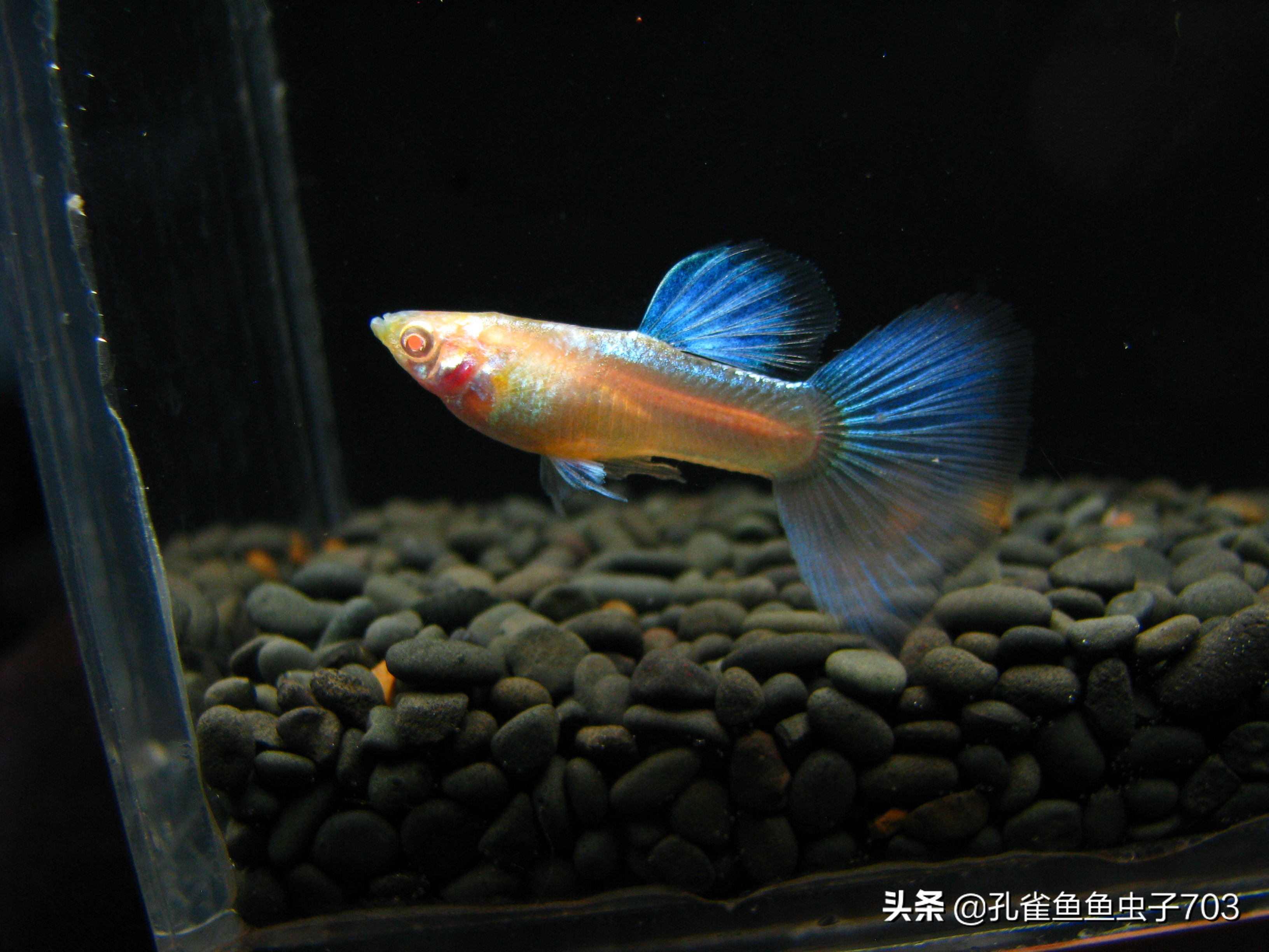 How do guppies mate? iNEWS