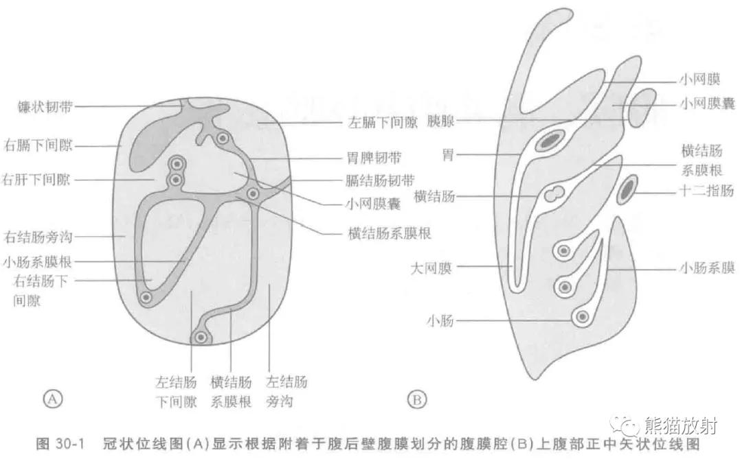 Peritoneum mesenteric omentum anatomical and developmental Biology Diagrams