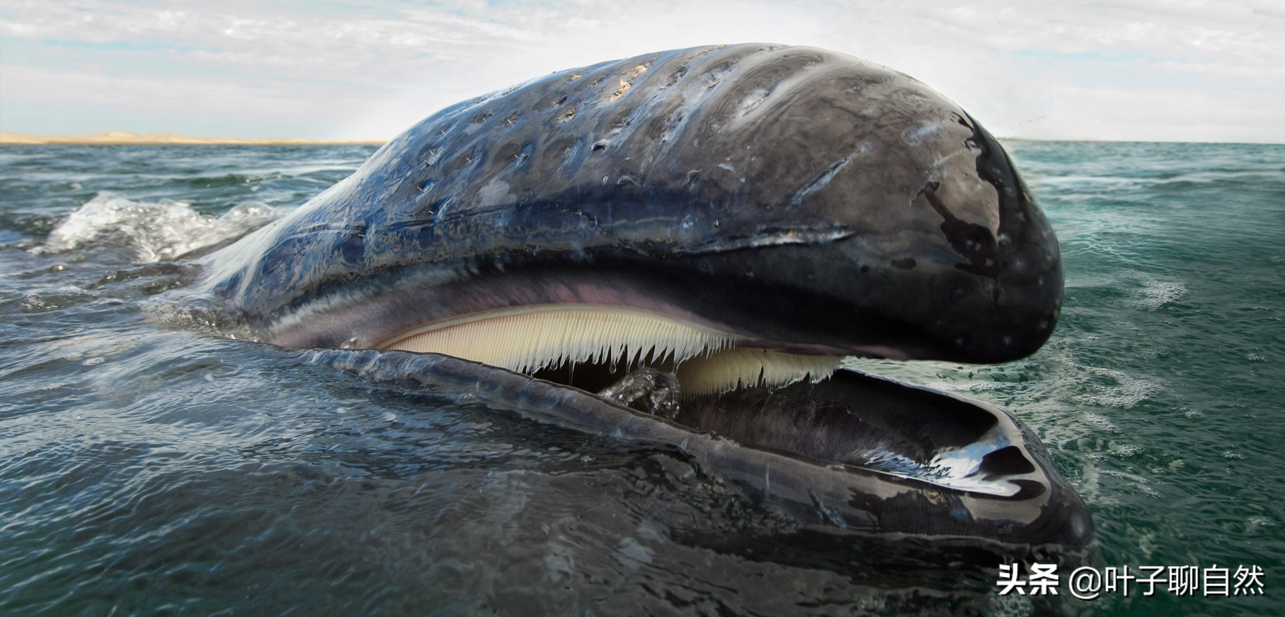 Can people survive if they are swallowed by whales?Is there a way to