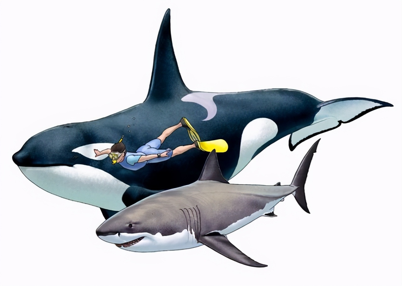 The killer whale KOs the great white shark, and the liver is sucked out