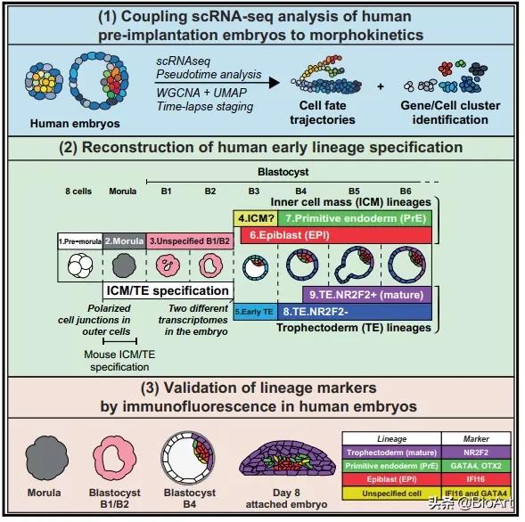 Single-cell RNA Sequencing Analysis Database for Mouse and Human Embryo ...
