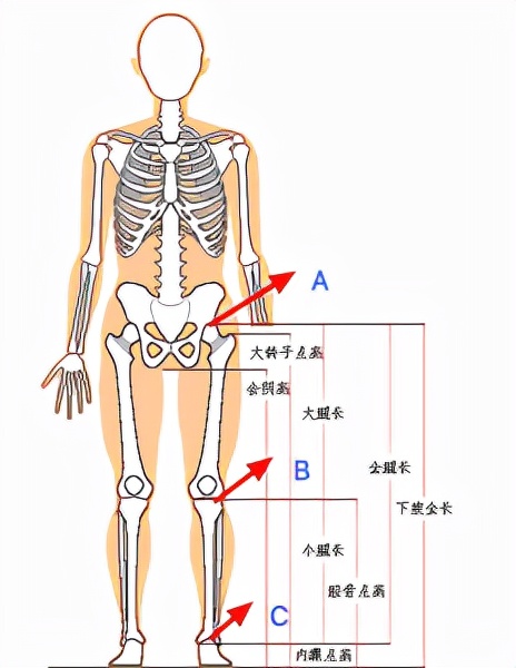 How to judge whether the body proportion is good or not? - iNEWS