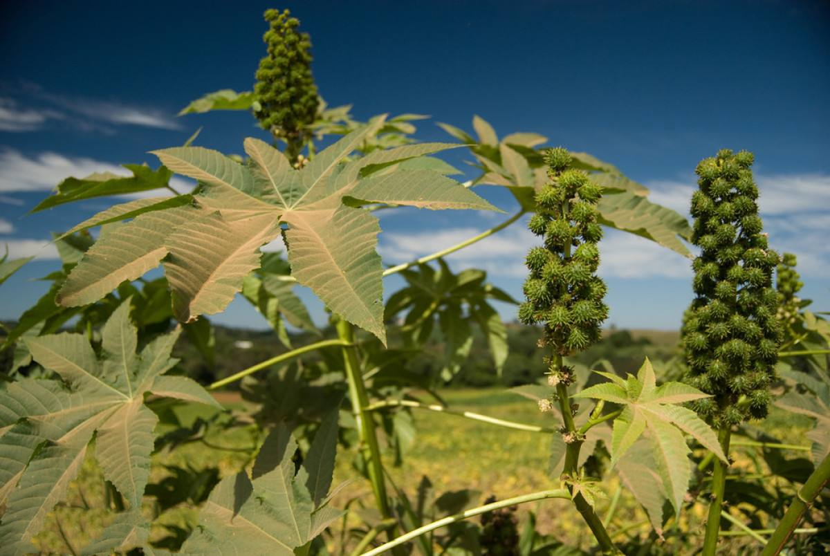 Foreign invasion plant castor, contains deadly toxins, many people have ...