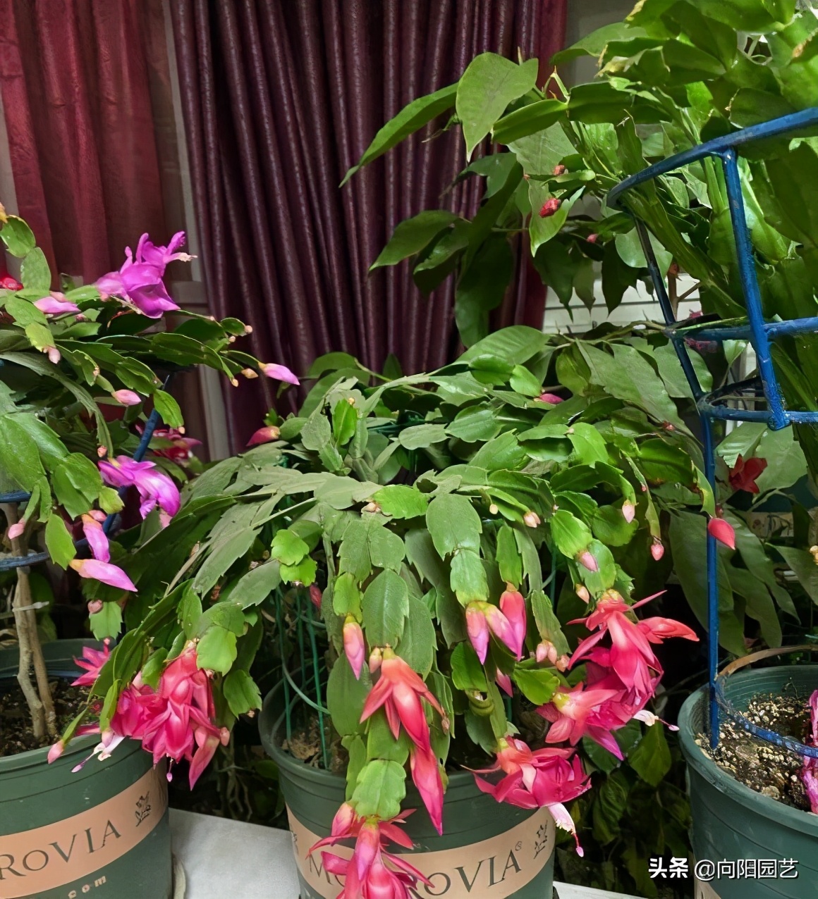 Once the crab claw orchids are raised, hundreds of them can be grown at