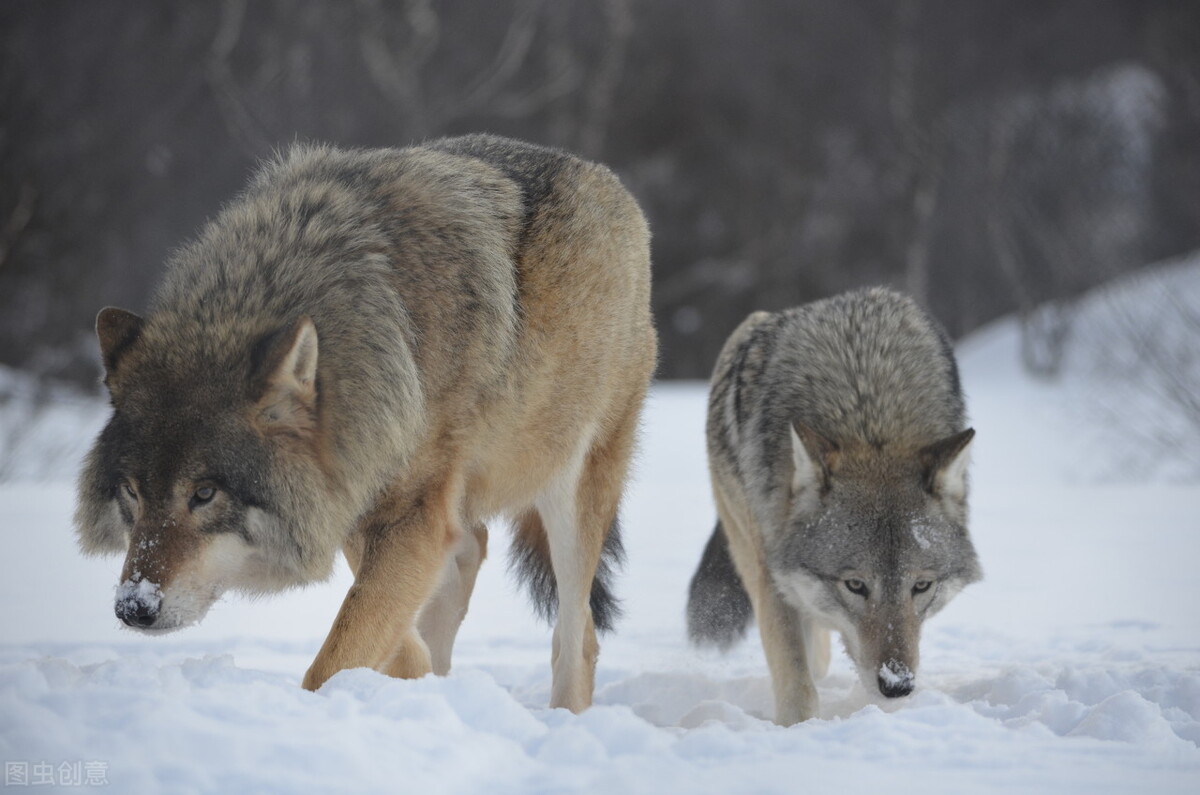 These two wolves ruthlessly ate the people who rescued their cubs!Is it ...