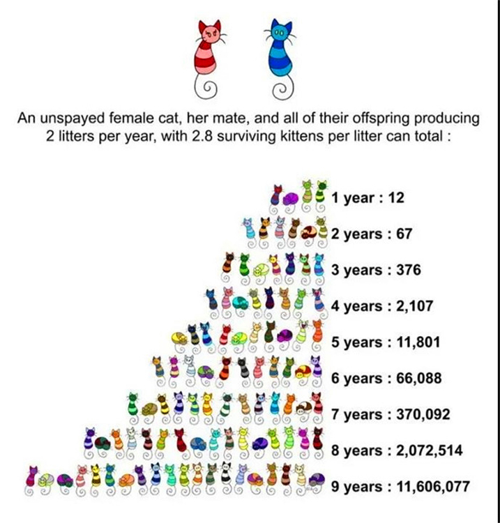 Why do female cats cry miserably when they mate, roll around the floor