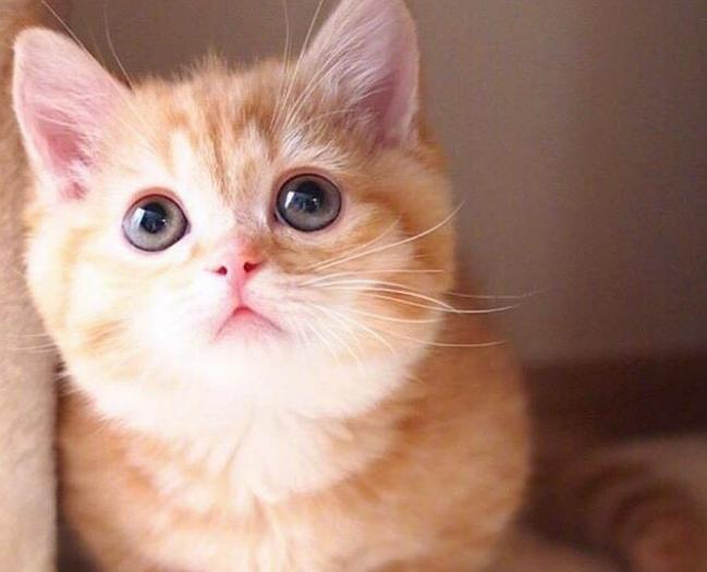 Why do female cats roll around after mating, turning their heads to