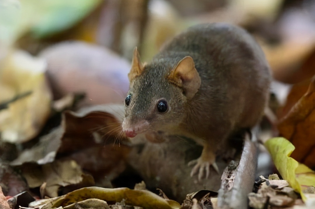 Which animal has the longest mating time in nature? What is the ...