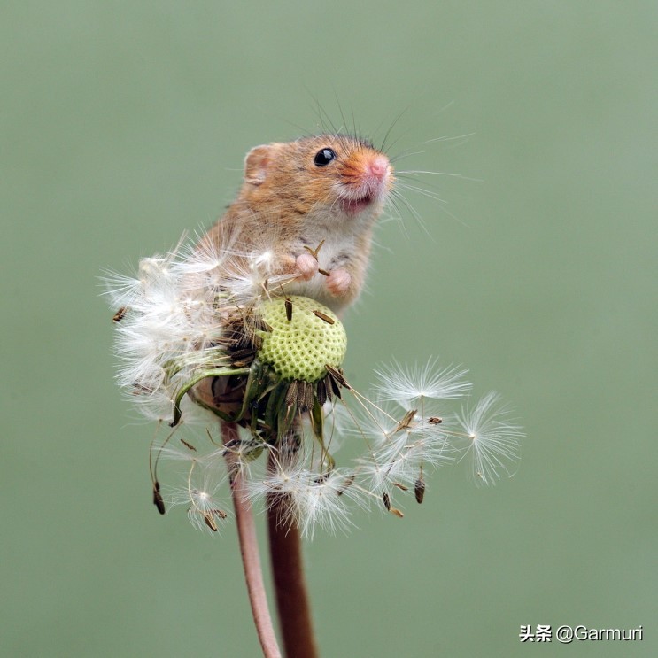 Photography: cute little voles and birds 