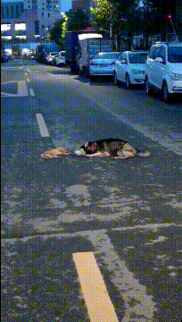 太搞笑的gif:这车厉害了,据说坐一次都能怀孕